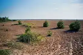 Lieberoser Heide – sensible Sandheide