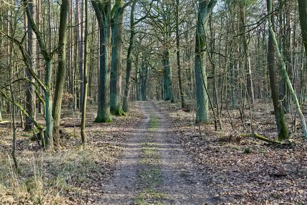 Grunewald an der Havel