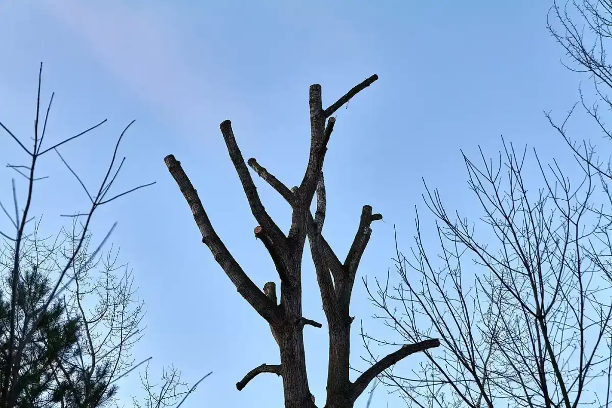 Herbst & Winter – Havel im Grunewald