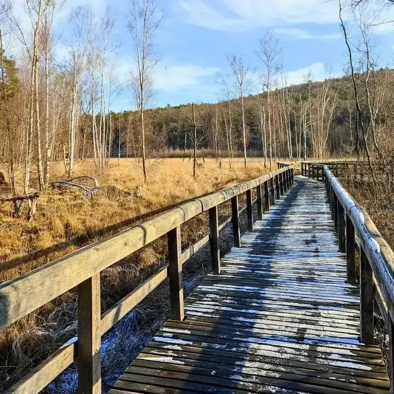 Sandiger Hügelweg im Müggelwald (Terrain)